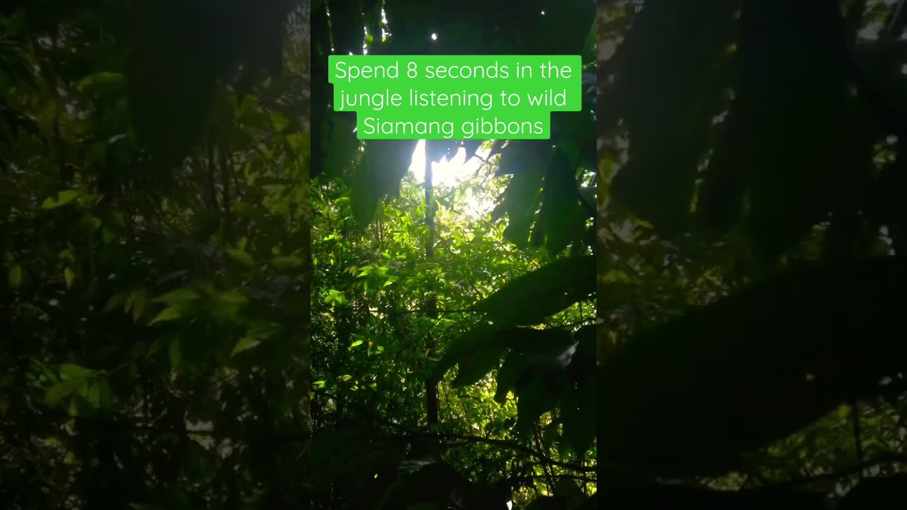 Sounds of the Sumatran Rainforest