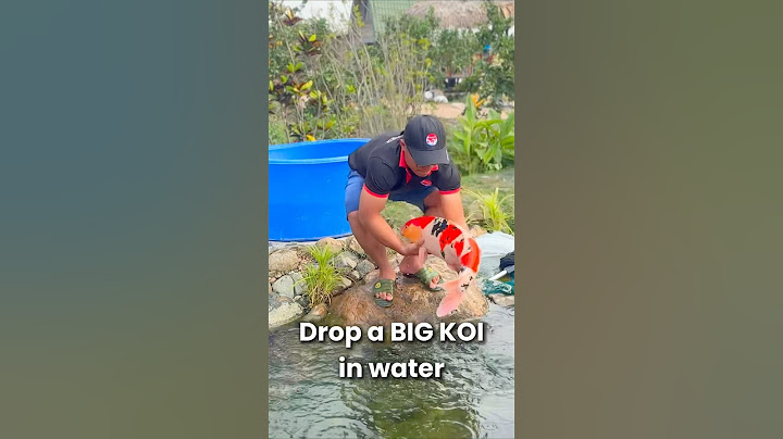 Holding Koi Fish is HARD??? #koi #koifish #nishikigoi #koipond