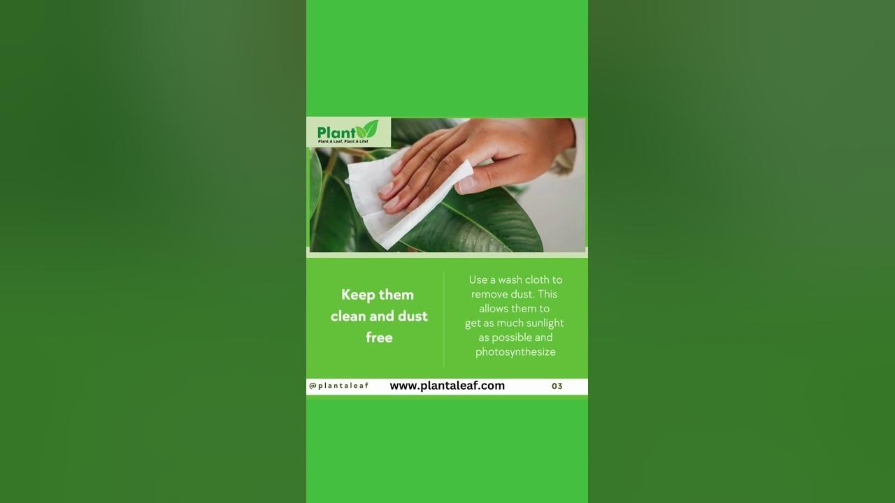 fertilize-your-lawn-beginner-s-guide-to-understanding-fertilizer