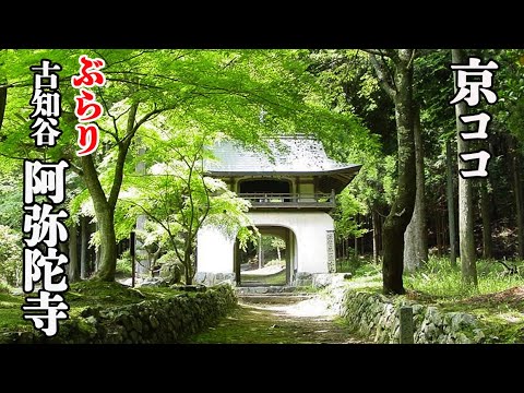 【京都おすすめ】圧巻！　ぶらり古知谷阿弥陀寺【京のココ見といやす】【京都観光旅行]