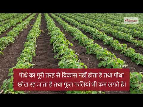 सोयाबीन की फसल में ऐसे करें पोषक तत्वों की पूर्ति! (Soybean Nutrient Management.) - सोयाबीन की फसल में ऐसे करें पोषक तत्वों की पूर्ति! (Soybean Nutrient Management.)