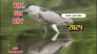 Tiếng vạc gọi bầy tháng 9 đánh lưới đêm