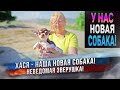 Хася - чихуахуа или хаски?