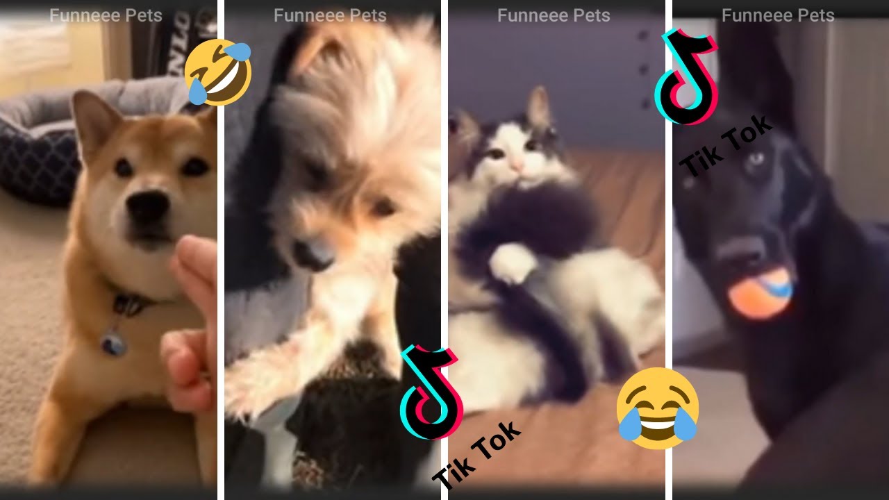 Try Not to Aww! The Cutest Pets on Tik Tok ️️🥰I found more of the ...