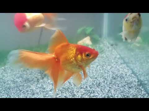 freshwater book My 22 goldfish!!!