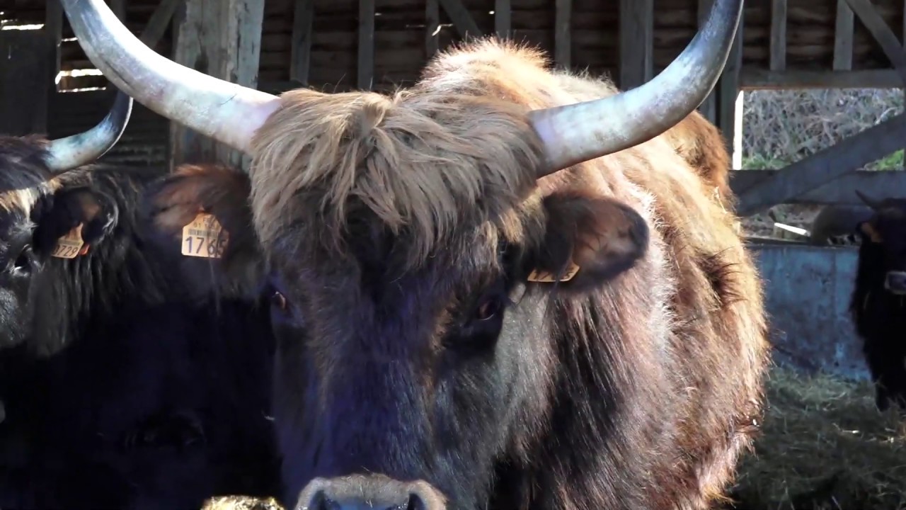 Argonne tv l'auroch et l'angus en Argonne