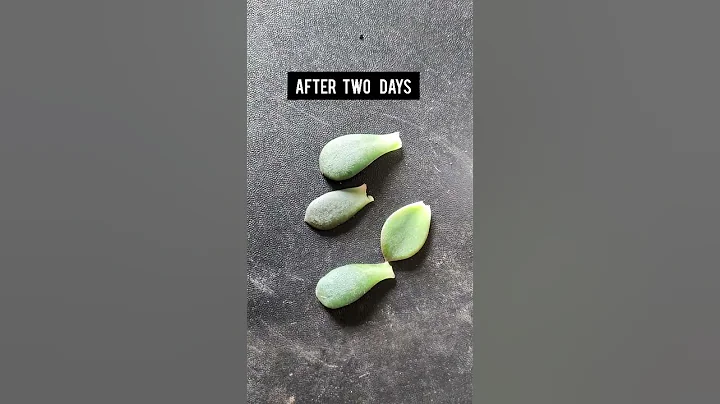 Propagation of Echeveria Succulent from Leaf 🥬 - DayDayNews