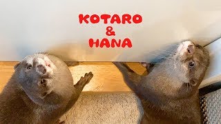 カワウソコタローとハナ　外出する父ちゃんを引き止めたい　Otter Kotaro&Hana Don't Want Daddy to Leave