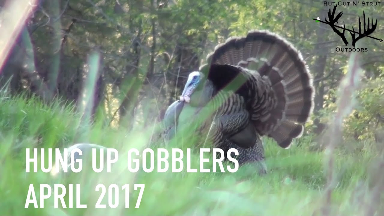 Iowa Turkey Hunting April 29th 2017 YouTube