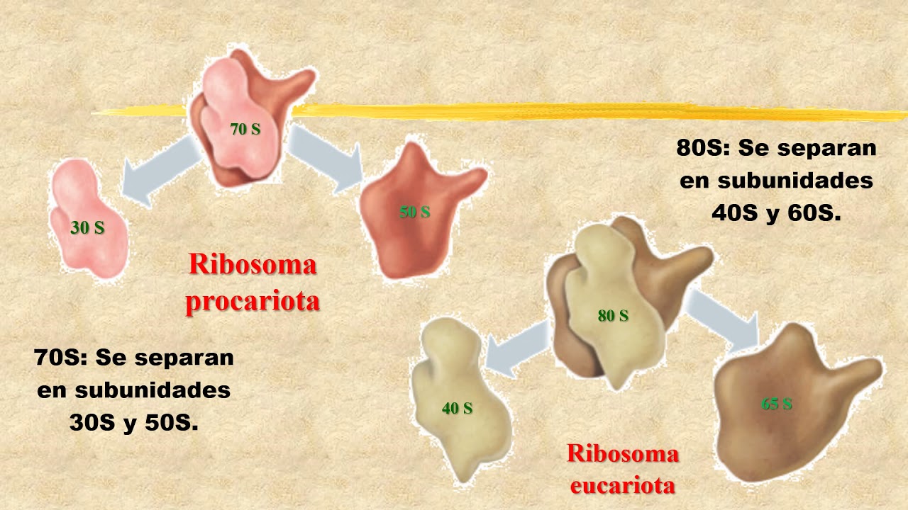 Ribosomas 70s Structural Diversity In Bacterial Ribosomes:
