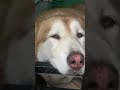 A pretty husky being lazy #husky #dog #huskylife #huskydog