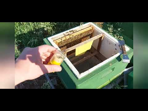 Ableger in Magazin umhängen und wozu braucht der Imker Heftzwecken