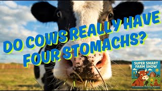 Do Cows Really Have Four Stomachs? Does Cow Have 4 Stomach
