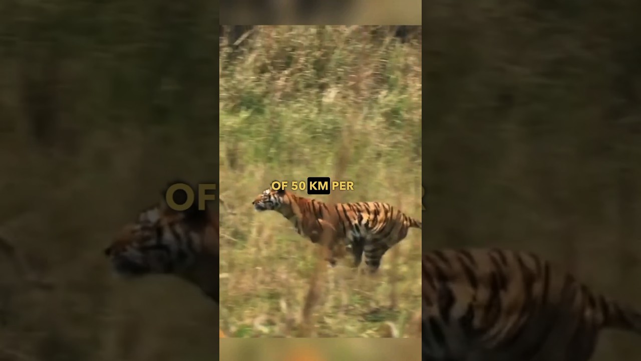 Unleash Your Potential: The Tiger and Deer Story 🐅🦌 