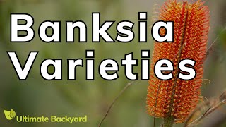 Types Of Banksias Popular Varieties You Can Grow At Home