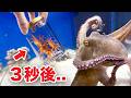 タコに瓶を見せたらヤバいことに..！！