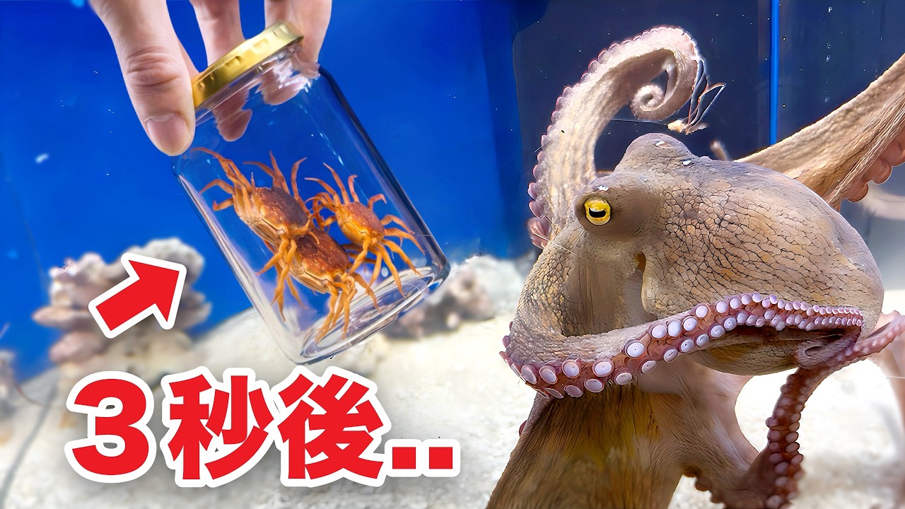 ☆　タコタコ様│イオ-ヌソープ２ ＋エマルジョン２ Showing a bottle to an octopus can lead to something terrible
