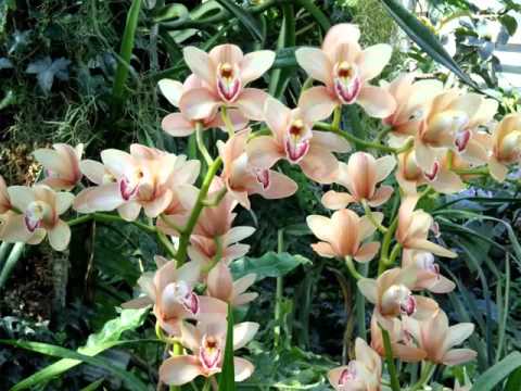 Orchid Flower Garden Flowers And Buds Pictures Youtube