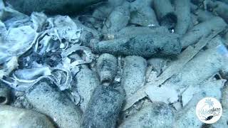 Phi Phi Island Dive Clean Up