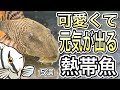 【癒される】見るだけで元気になれる我が家のプレコ5選【淡水魚 水槽】