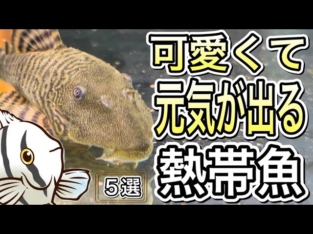プレコ3匹 楽天市場】スポット プレコの通販