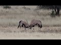 27 gemsbok sparring