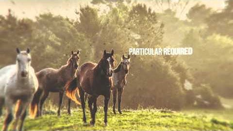 Elegant Opener - Slideshow | VideoHive Templates | After Effects Project Files