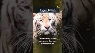 With 4500 Tigers Left In The Wild, Share This Video & Lets Help Save Them.