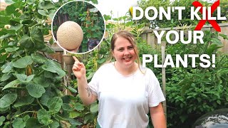 How To Prune Your Melons (Part 2)  For Beginners | Kajari Melon Growing Tips