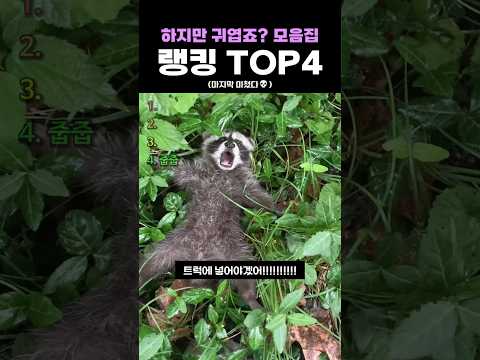 모음집 랭킹 <strong>TOP4</strong>