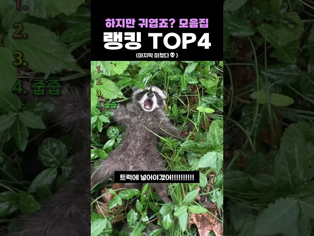 하지만 귀엽죠? 모음집 랭킹 TOP4
