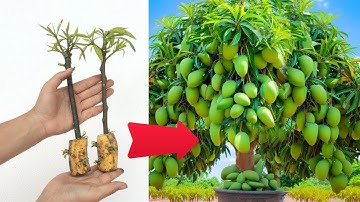 Summary of 2 methods of propagating mango using coca cola and banana
