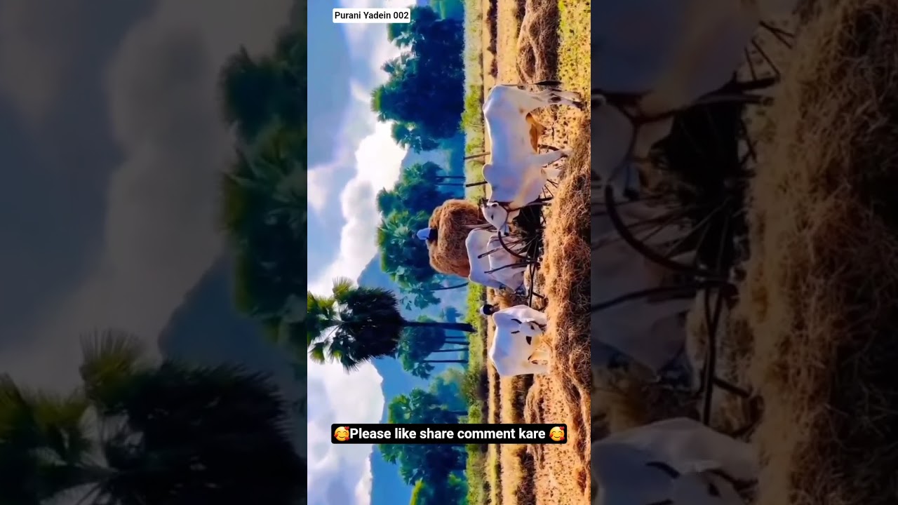 Respect the Roots! 🐃🌾 Traditional Indian Farming 