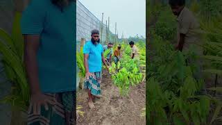 বাগান বা জমি যত পরিষ্কার পরিচ্ছন্ন রাখবেন গাছ তত বেশি ফলন দিবে। আধুনিক কৃষি ফার্ম।