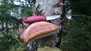 05 | Pilze des Waldes: Der Birkenporling (Heilpilz)