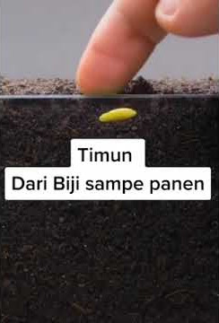 PROSES PENANAMAN BIJI TIMUN SAMPAI PANEN (1)