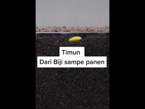 Video: Informasi Zucchini Emas - Pelajari Tentang Menanam Tanaman Zucchini Emas