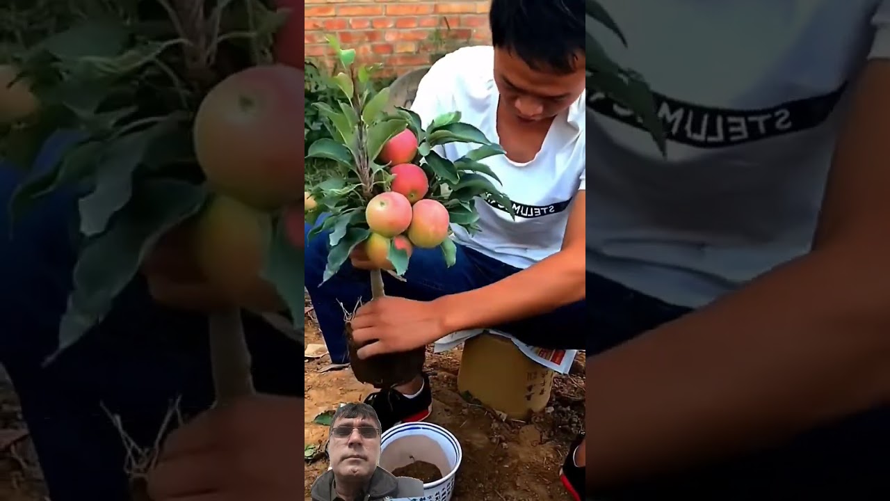 how to forming #fruit #satisfying #fruitcutting #bonsai #cuttingskills #shot #pepperspray