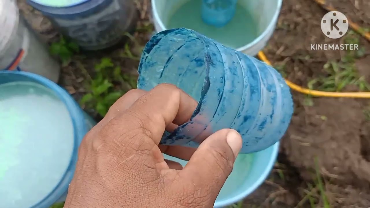 45 days OLD AMPALAYA/BITTER GOURD tamang pag aabono #ampalayafarming #viralvideo