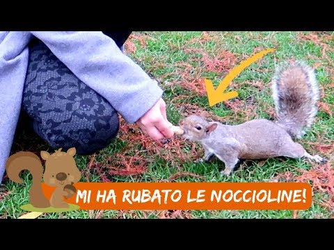 Video: Gli scoiattoli sono buoni da mangiare?