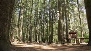 Northern Woods Sounds | North Dakota Forest Ambience, Birds Singing