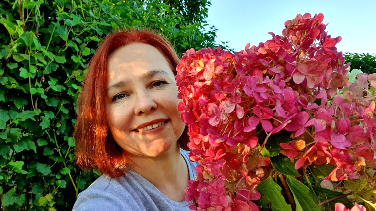 ГОРТЕНЗИИ в цвету. как размножаю и чем удобряю - YouTube