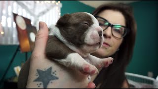 PUPPIES!! Where we've been by The Dawghouse 20,691 views 4 years ago 10 minutes, 45 seconds