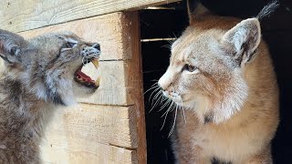 LYNXES WITH KITTENS WENT TO EACH OTHER / I feed cats and dogs with vitamins of my own development