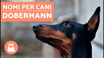 Come chiamare i cani maschi?
