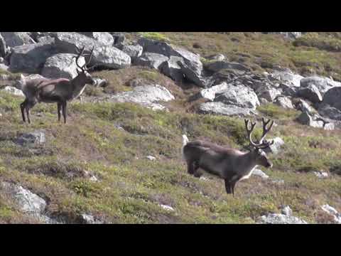 Video: Grøntsager I En Krydret Gulerodssauce