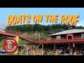 Goats on the Roof - Roadside Attraction and Goat Coaster