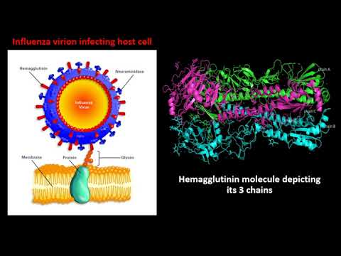 3MYSC Submission -  Molecular Docking Study of Hemagglutinin Protein to Develop Anti- Influenza Drug