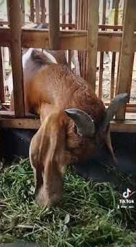 story wa peternak kambing pemula