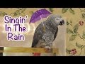 Einstein Parrot sings his version of Singin' in the Rain